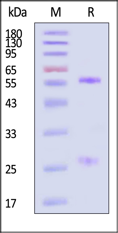 AA5-Y187-sds