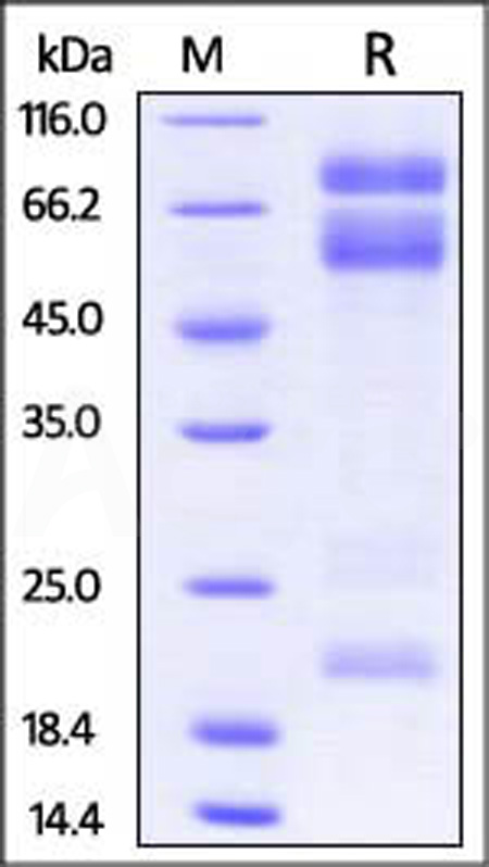 AD7-M52H1-sds