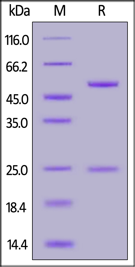 Adalimumab SDS-PAGE