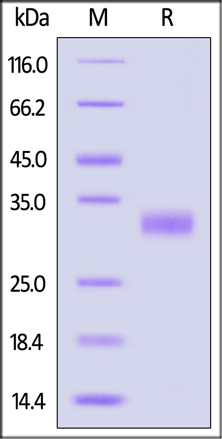 Adiponectin SDS-PAGE