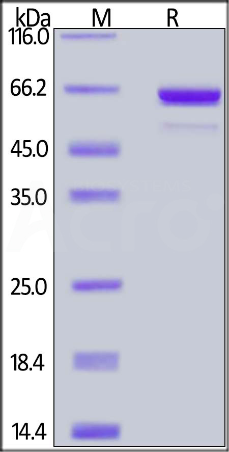 Akt1 SDS-PAGE