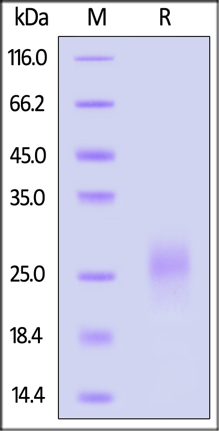 Human BMPR-1A, His Tag (Cat. No. AL3-H52H9) SDS-PAGE gel