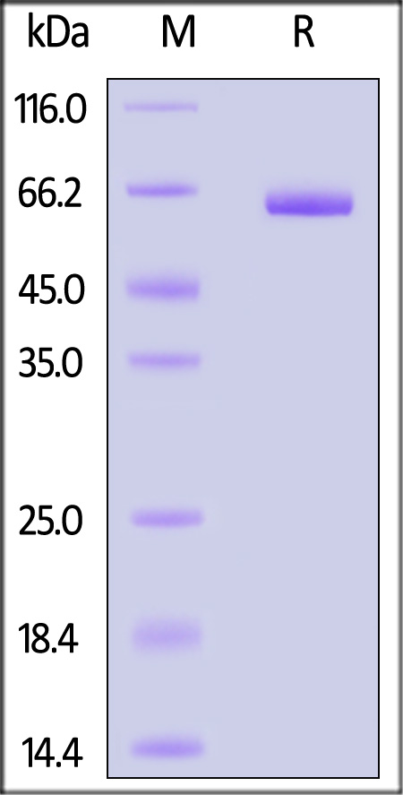 ALG-H52E1-sds