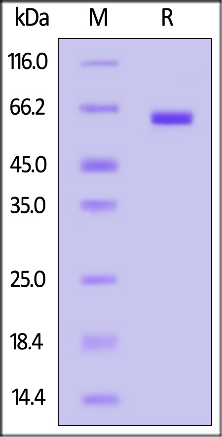 ALPG SDS-PAGE