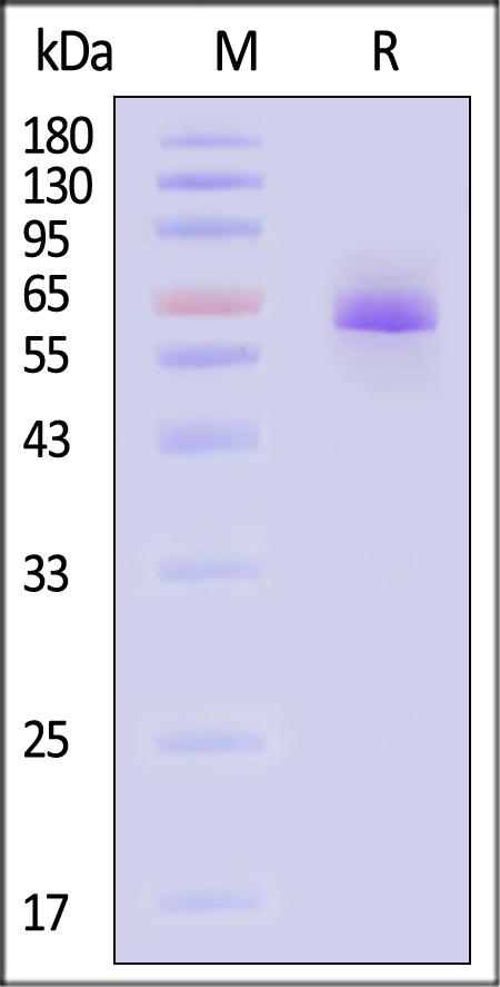 ALI-H52H3-sds