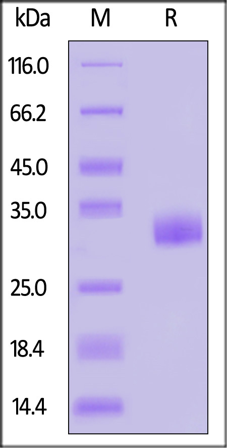 Human Angiopoietin-2 (275-496), His Tag (Cat. No. AN2-H5242) SDS-PAGE gel