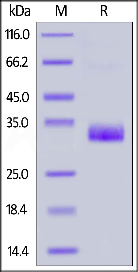 Angiopoietin-2 SDS-PAGE