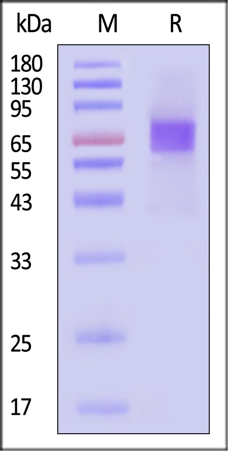 Angiopoietin-2 SDS-PAGE