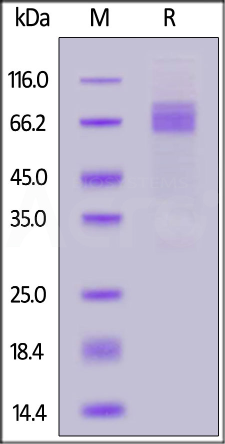 Angiopoietin-2 SDS-PAGE