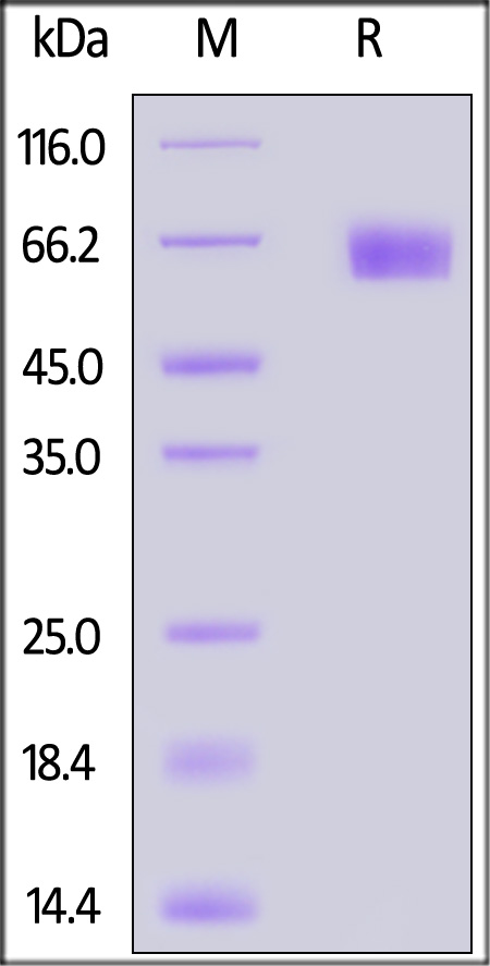 Angiopoietin-2 SDS-PAGE