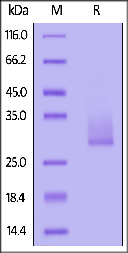 Angiopoietin-like 3 SDS-PAGE