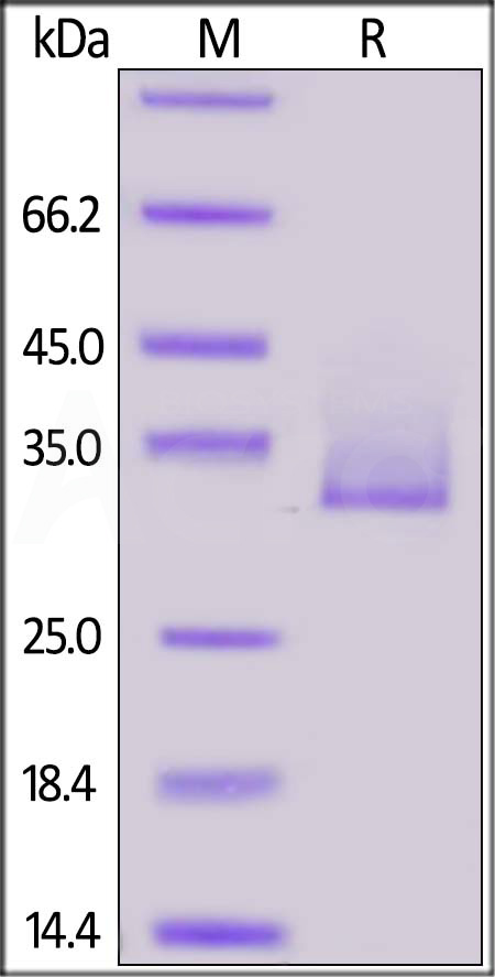 Angiopoietin-like 3 SDS-PAGE