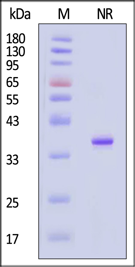 Annexin A5 SDS-PAGE