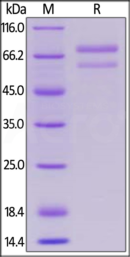 AN7-H5252-sds