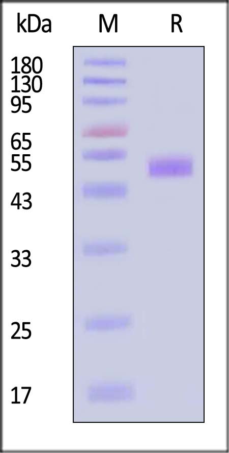 ANGPTL7 SDS-PAGE