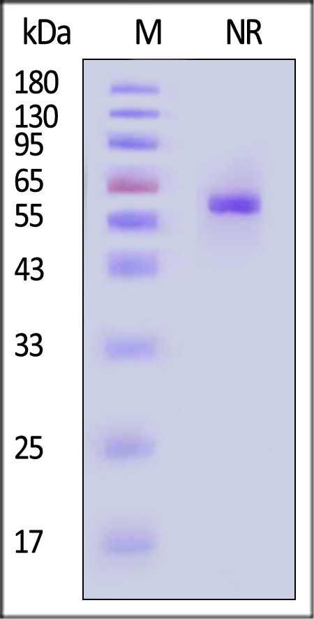 APL-H52D1-sds