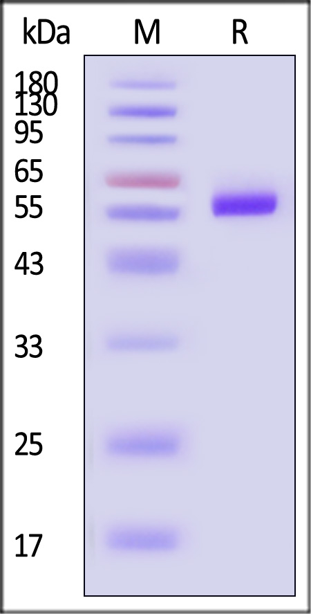 APL-H82Q8-sds