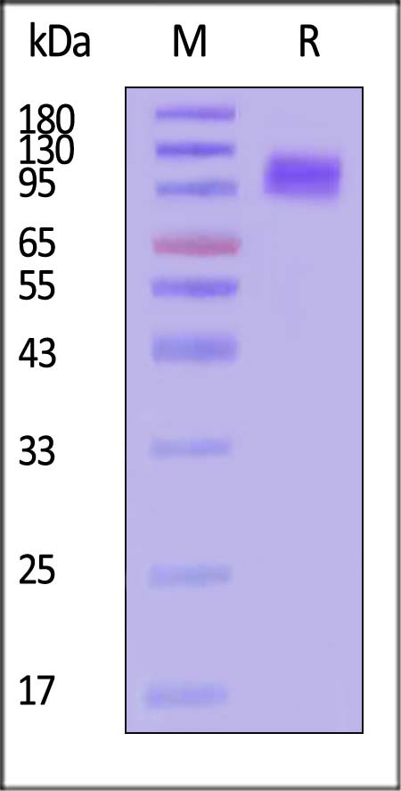 APP-H52H3-sds