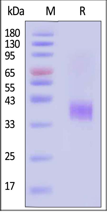 AS1-H5243-sds