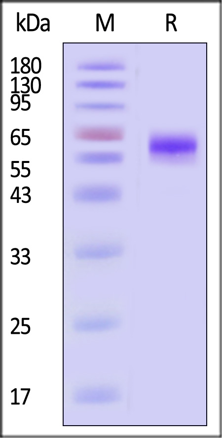 AS1-R5253-sds