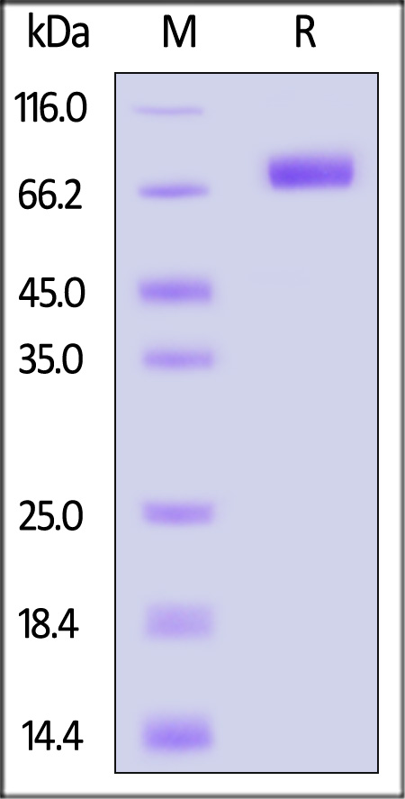 B7-1 SDS-PAGE