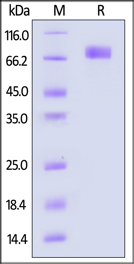 B7-H2 SDS-PAGE