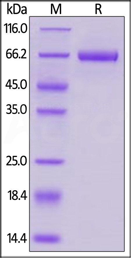 B7-H3 SDS-PAGE