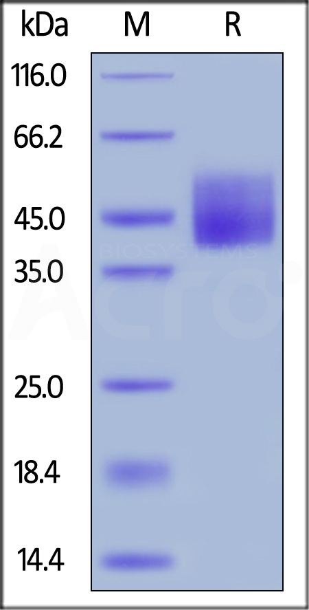 B7-H6 SDS-PAGE