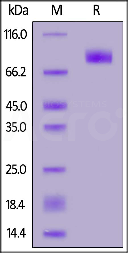 B7-H7 SDS-PAGE