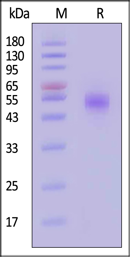 B7-H7 SDS-PAGE