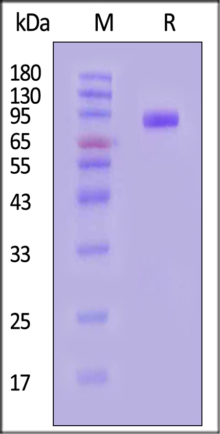 B7-H3 (4Ig) SDS-PAGE