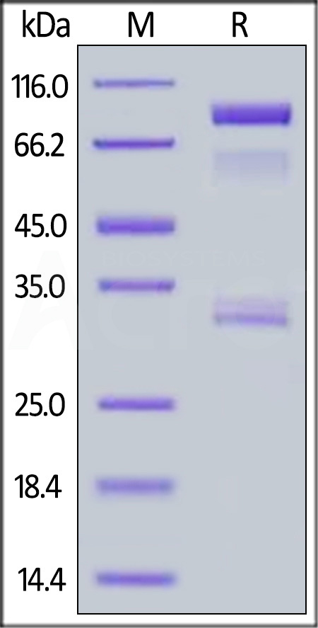 BACE-1 SDS-PAGE