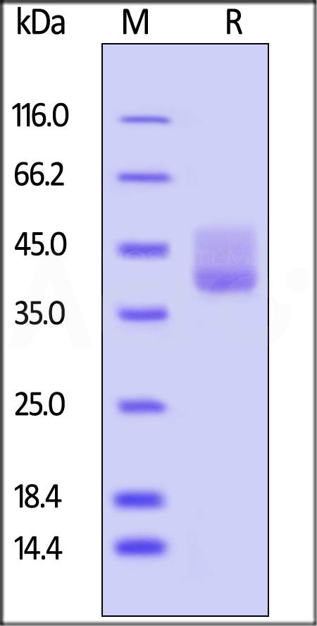 BAR-H5257-sds