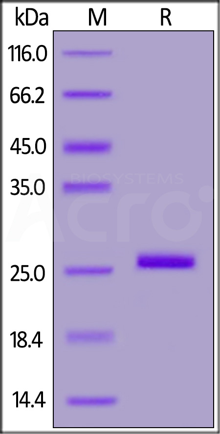 Bcl-x SDS-PAGE