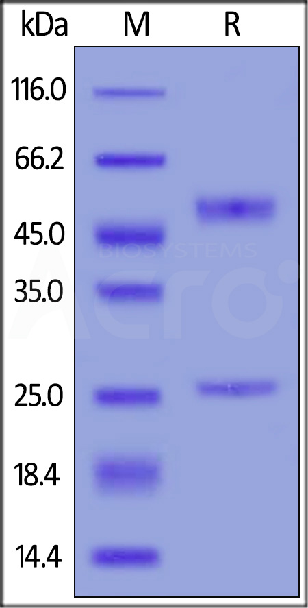 Bevacizumab SDS-PAGE