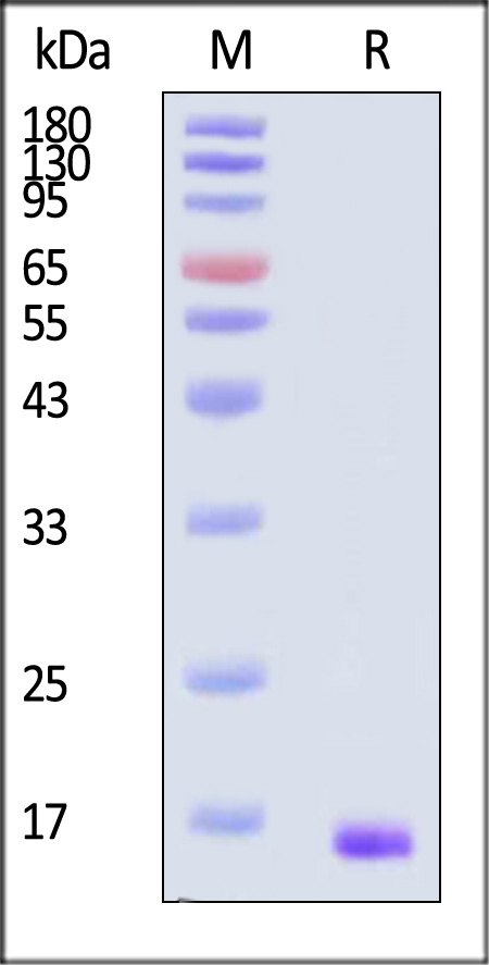 FGF basic SDS-PAGE