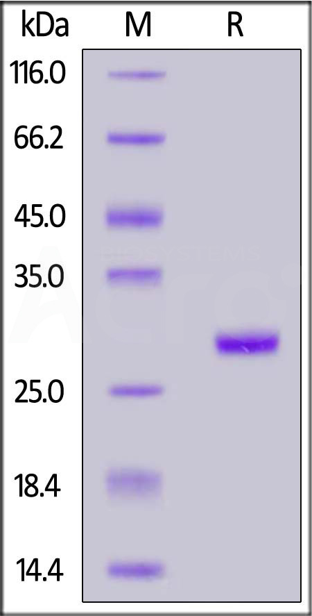 BT1-C52H3-sds