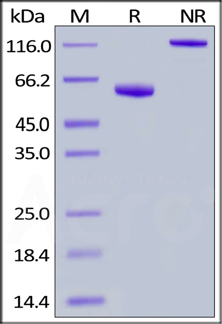 BTN3A1 SDS-PAGE