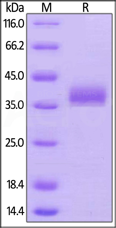 BT1-H82E6-sds