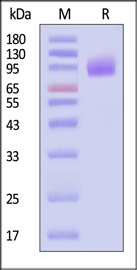 CA125 SDS-PAGE