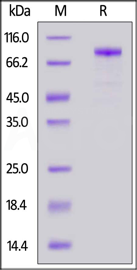 CA6-M52H8-sds