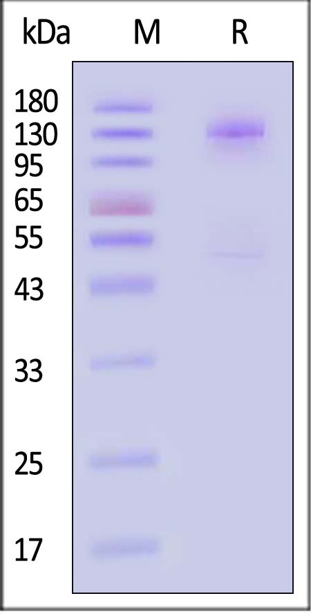 Cadherin-17 SDS-PAGE