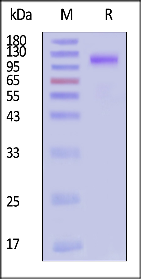 CA7-C52H3-sds