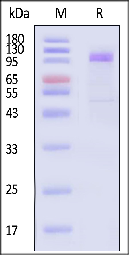 Cadherin-17 SDS-PAGE