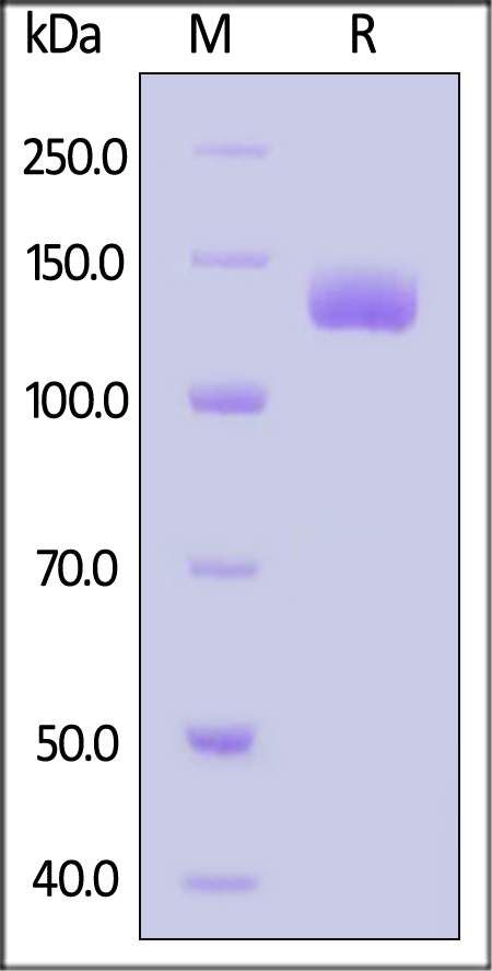 Cadherin-17 SDS-PAGE