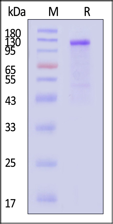 Cadherin-17 SDS-PAGE