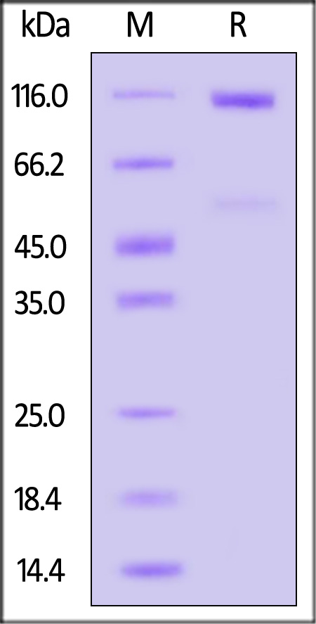 Cadherin-17 SDS-PAGE