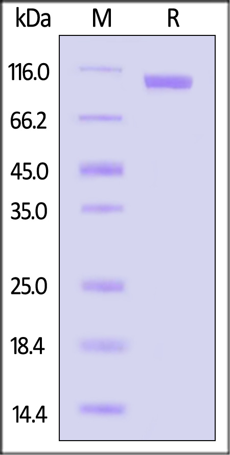 CA7-R52H3-sds