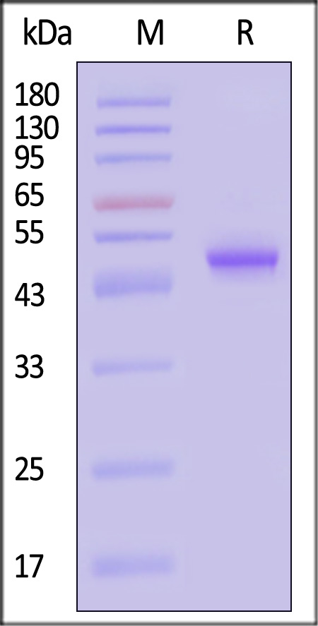 CA9-HF228-sds