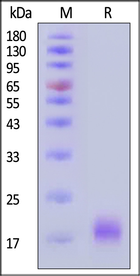 CC1-H82E9-sds